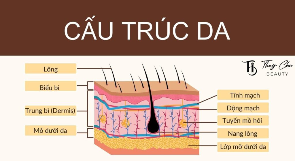 Mô tả cấu trúc da và cách sóng RF tác động vào lớp trung bì kích thích collagen